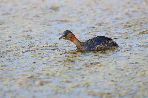 Close-up foto van kleine fuut (Tachybaptus ruficollis) zwemt op het water van het meer in een winterveer met een vis in zijn bek