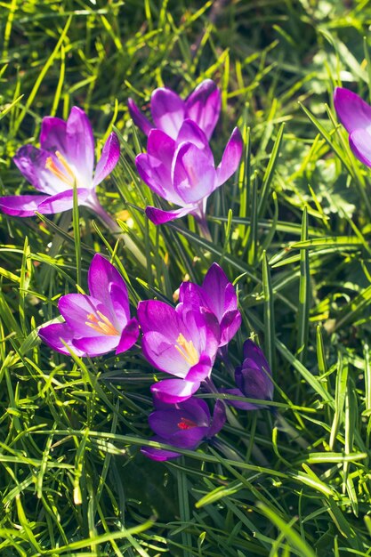 close-up foto van krokussen in het park