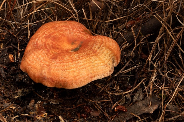 Close-up foto van lactarius deliciosus paddestoel