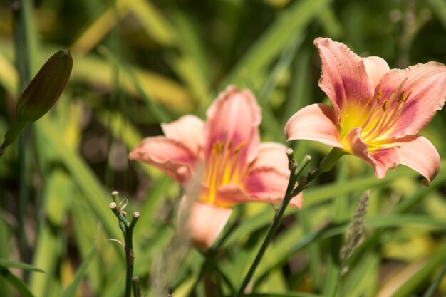 Close-up foto van liliumbloemen