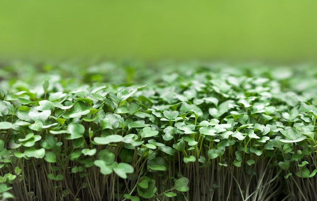 Close-up foto van mosterd microgreens op groene achtergrond. Ontkiemende microgroenten. Ruimte kopiëren.