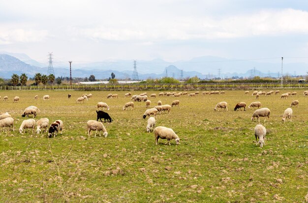 Close-up foto van schapen die zichzelf voeden