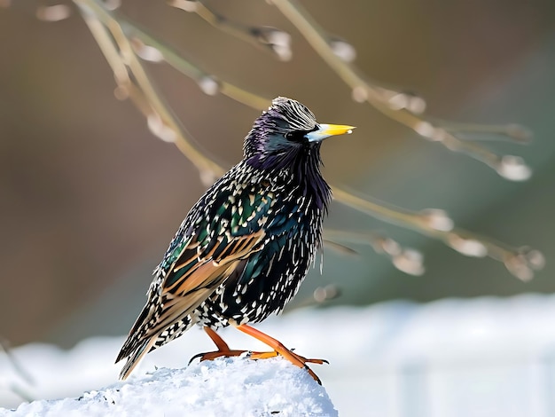 close-up foto van staling vogel ornithologie