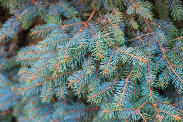 Close-up foto van vuren boomtakken natuurlijke gestructureerde achtergrond