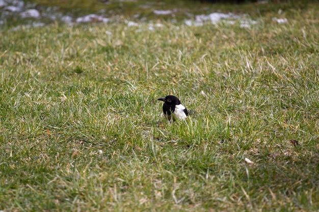 Close-up foto van zwart-witte vogel