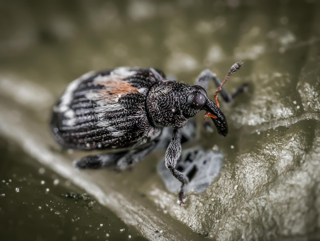 Foto close-up fotografie van insecten cute insecten macro fotografie