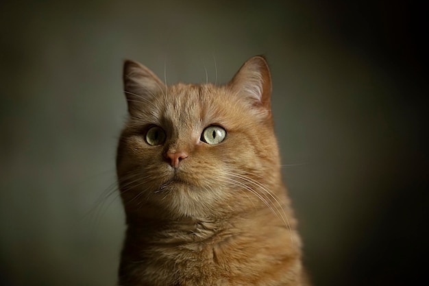 Close-up fotografie van portret gember kitten met groene ogen op pastel achtergrond Selectieve focus