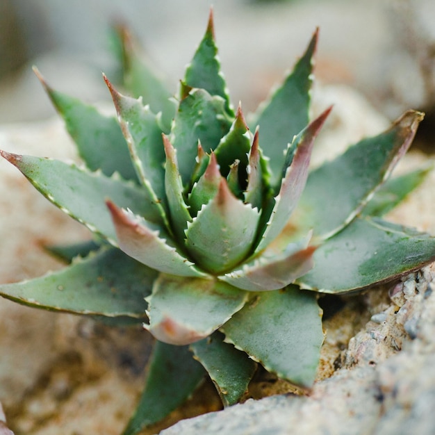 close-up fotoshoot van succulente groei op op de woestijn rotsen