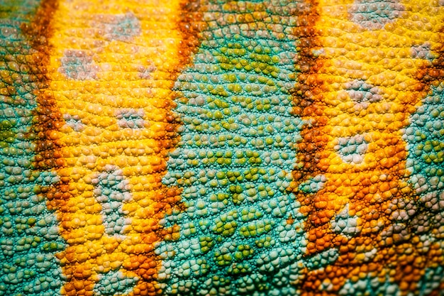 Close up of Four-horned Chameleon skin, Chamaeleo quadricornis