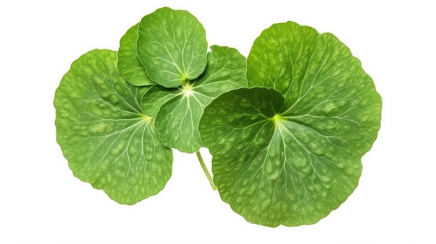 A close up of four leaves of a four leaf clover