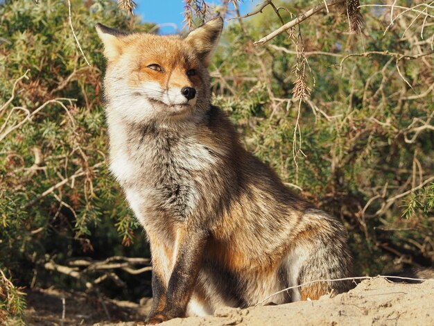 Photo close-up of fox on field