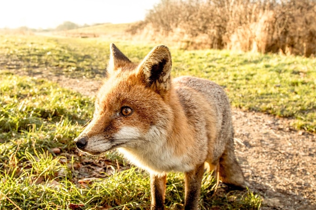 Close-up of fox on field