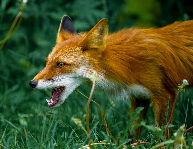 Photo close-up of a fox on field