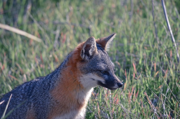 Photo close-up of fox on grass