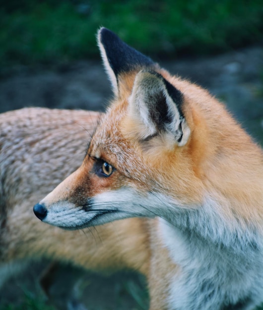 Foto close-up di una volpe che guarda da un'altra parte