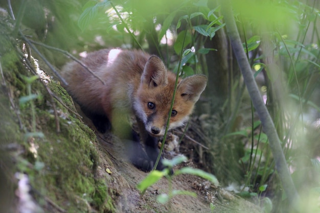 キツネのクローズアップ