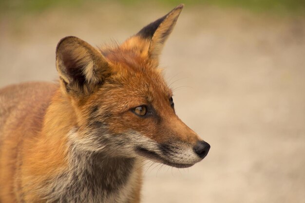 Close-up of fox