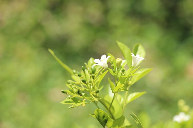 香りのよい白いムラヤ パニキュラータの花のクローズ アップ
