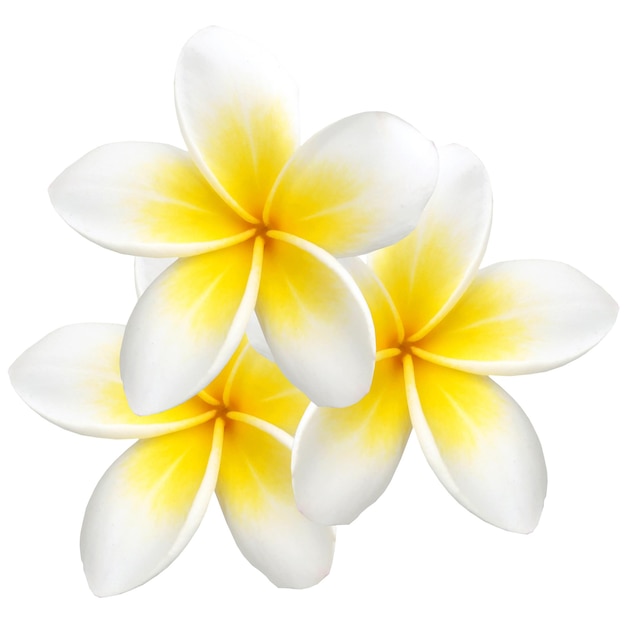 Photo close-up of frangipani against white background