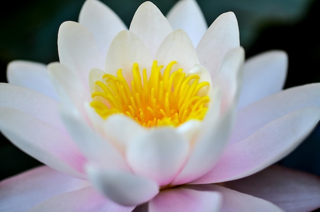 Close-up of frangipani blooming outdoors