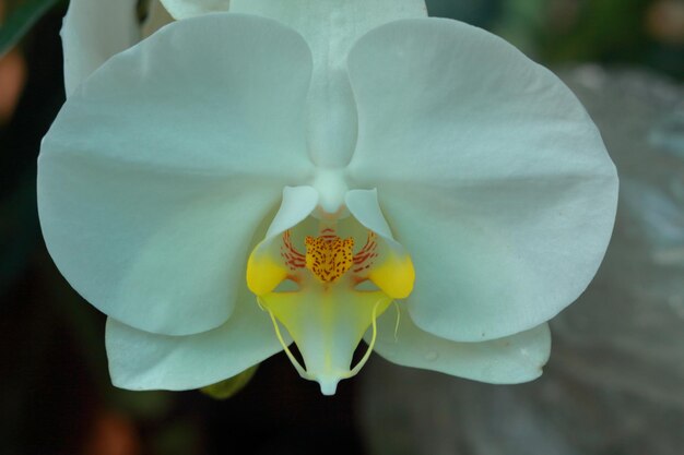 Close-up of frangipani blooming outdoors