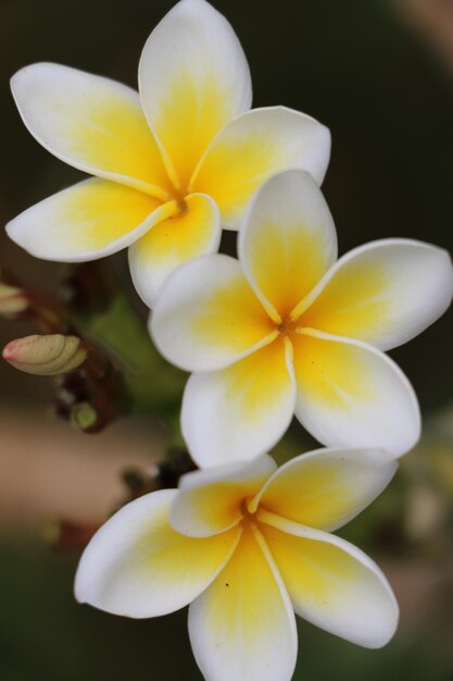 Foto prossimo piano di frangipani in fiore all'aperto