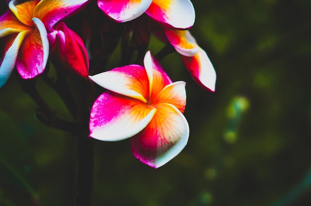 Close-up of frangipani blooming outdoors