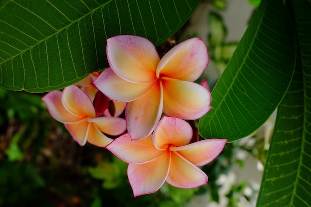 Close-up of frangipani on flowering plant