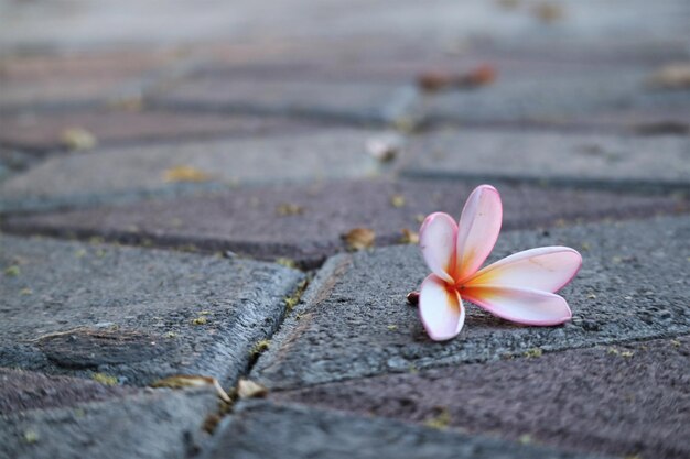 Close-up of frangipani on footpath