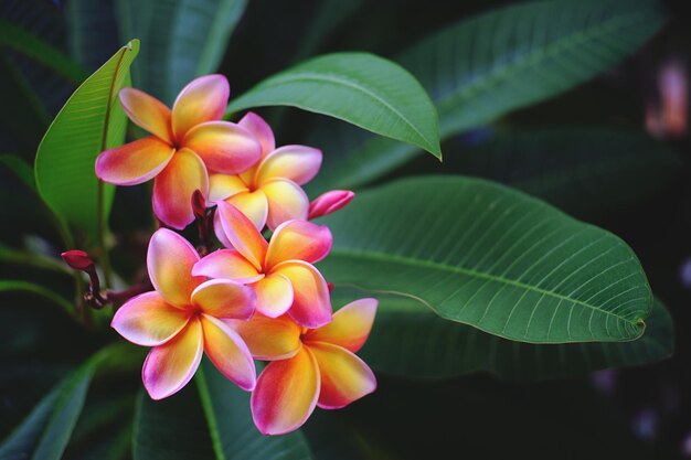 Close-up of frangipani on plant