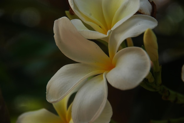 フランギパニの植物のクローズアップ