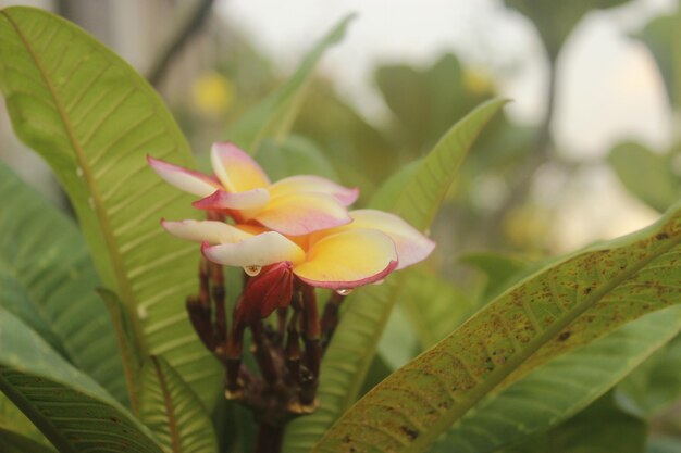 Close-up of frangipani on plant