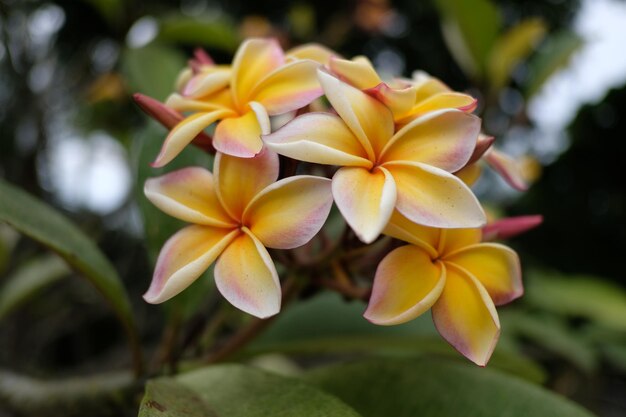 Photo close-up of frangipani on plant