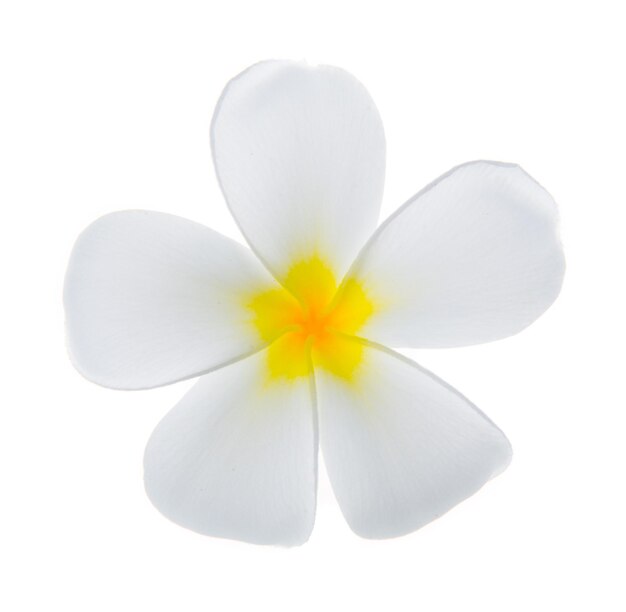 Photo close-up of frangipani over white background