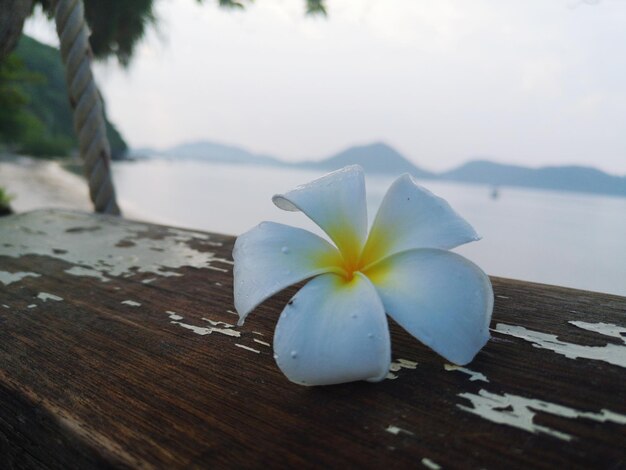 Photo close-up of frangipani on wood