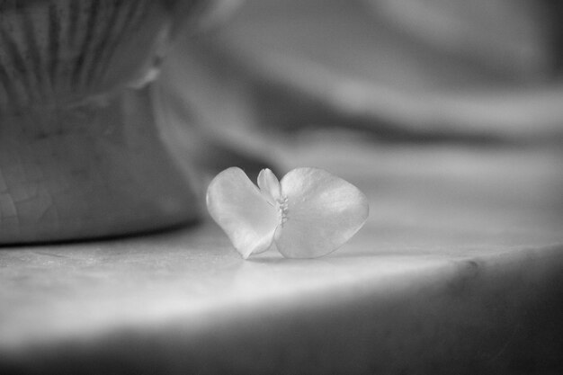 Photo close-up of frangipani