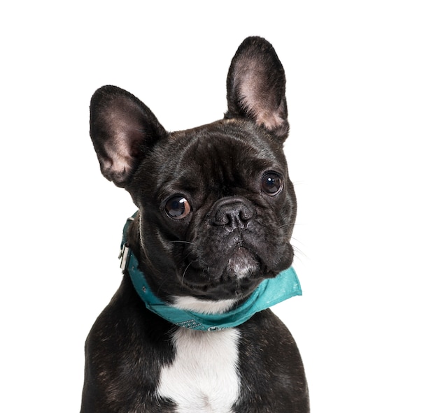 Close-up of a French Bulldog dog, isolated