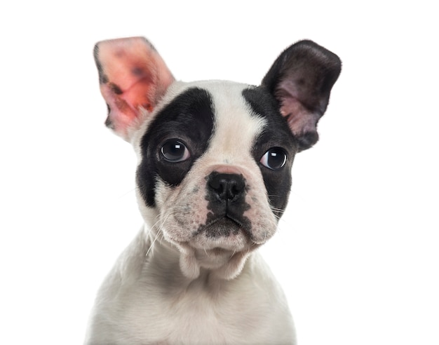 Close-up of a French Bulldog in front of a white wall