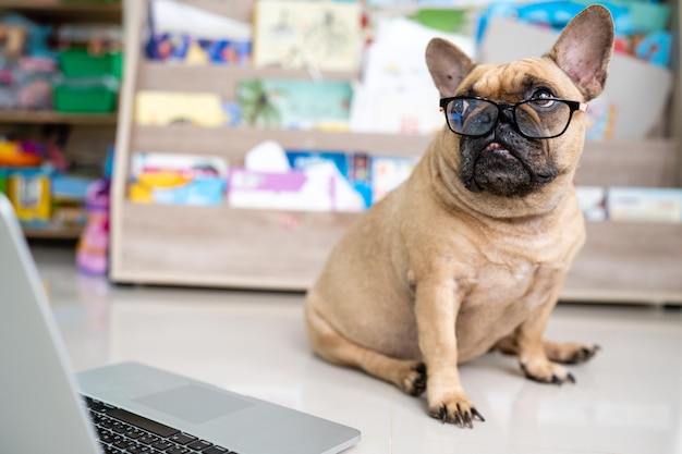 Close up French Bulldog sitting next to laptop against book shelf