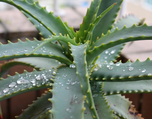 Close-up of fresh aloe vera with water drops