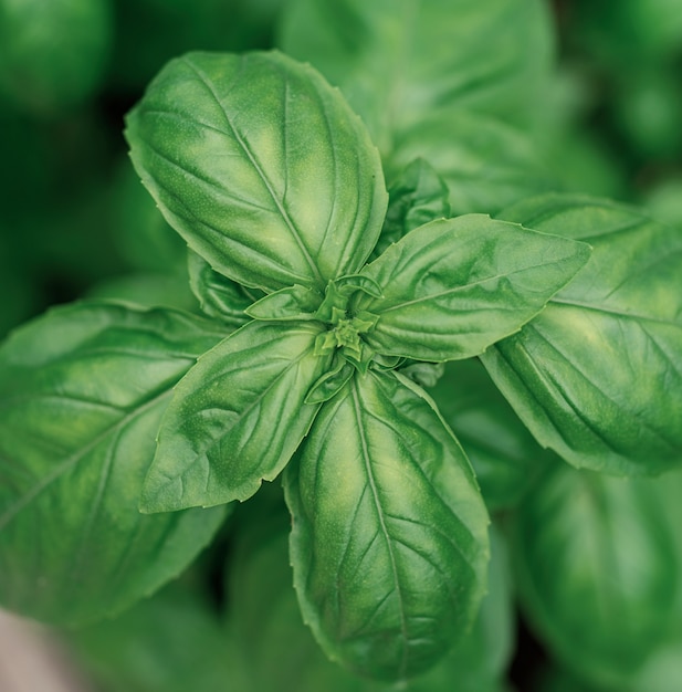 Close up of fresh basil leaves in the garden