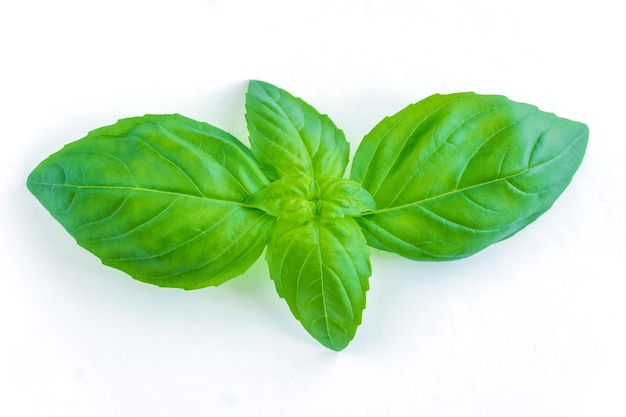 Close-up of fresh basil leaves over white background