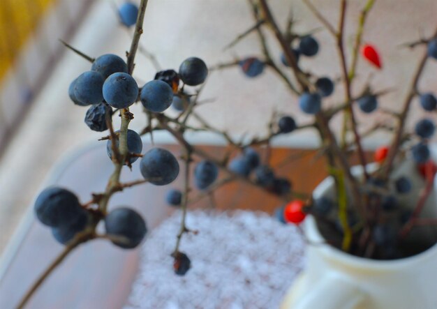 Photo close-up of fresh blueberry fruits on twigs in vase at home