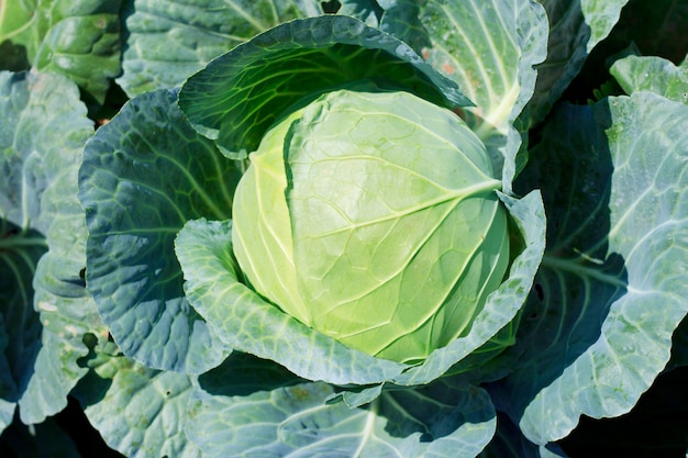 Close-up of fresh cabbage in the vegetable garden.