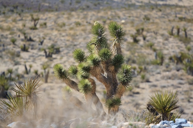 Foto prossimo piano di una pianta di cactus fresca nel deserto