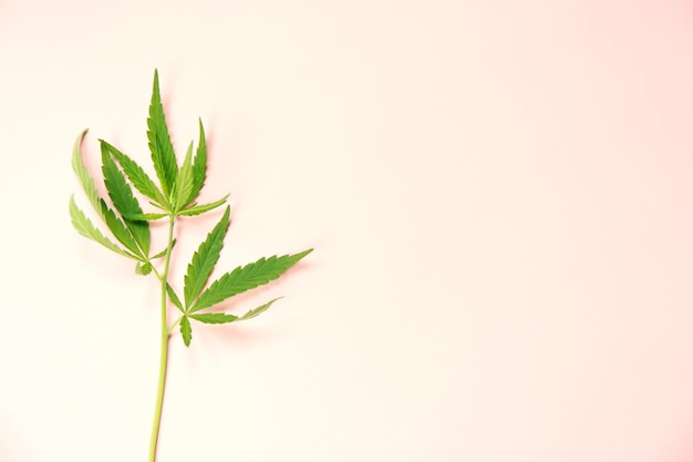 Close up fresh cannabis leaves on light pink paper background