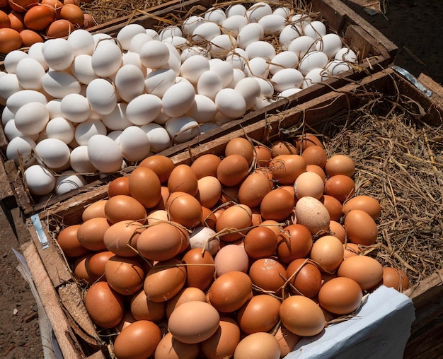 Close up of fresh Chicken eggs