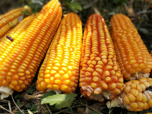 Close-up of fresh corns