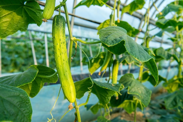 Photo close-up of fresh cucumbers growing in greenhouse