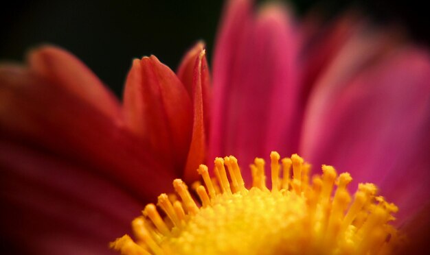 Close-up of fresh flower blooming outdoors